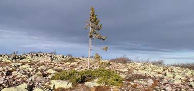Old Tjikko, ältester Baum der Welt