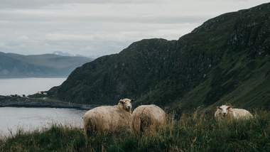 Wollschafe in Norwegen