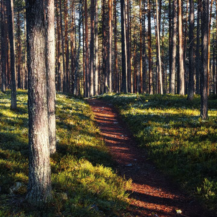 Herbstlicher Waldwanderweg