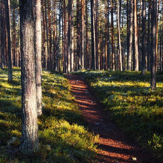 Herbstlicher Waldwanderweg