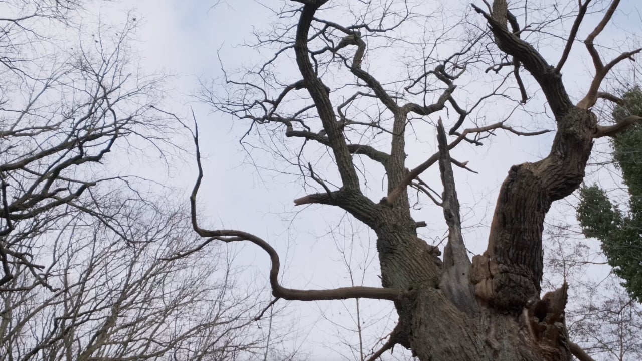 Dicke Marie im Tegeler Forst, ältester Baum in Berlin