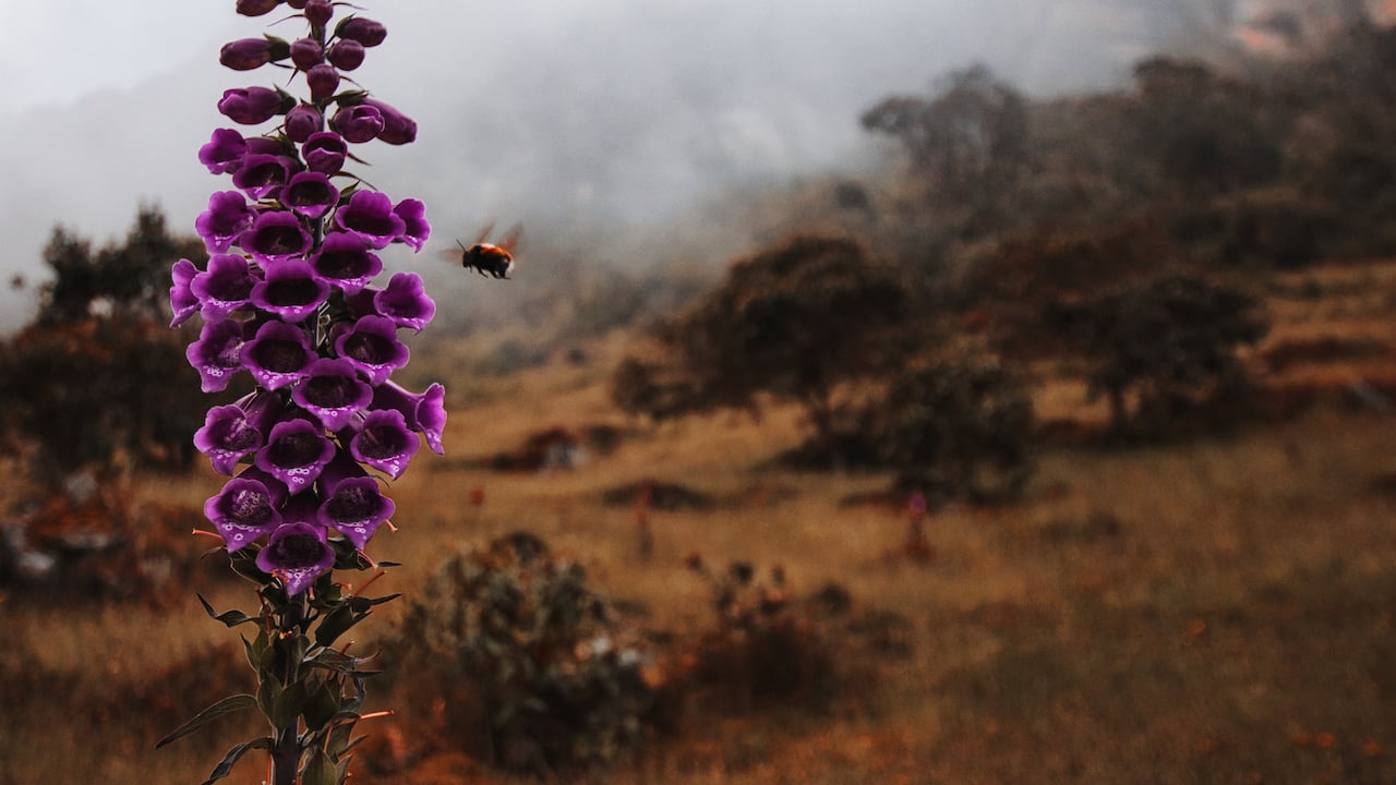 Ohne Unterwäsche: Eine Biene bestäubt eine Blume