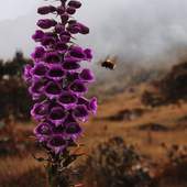 Ohne Unterwäsche: Eine Biene bestäubt eine Blume